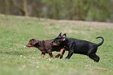 DOBERMANN 307